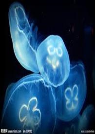 庄家系列3 --「礼」尚往来